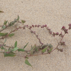 Atriplex australasica at Guerilla Bay, NSW - 25 Apr 2019 02:05 PM