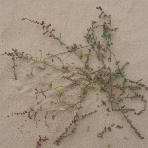 Atriplex australasica at Guerilla Bay, NSW - 25 Apr 2019 02:05 PM