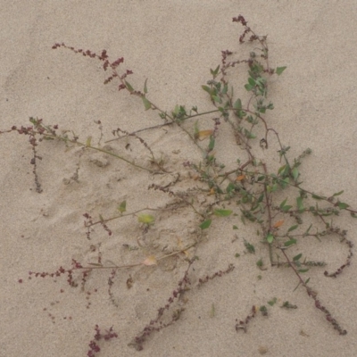 Atriplex australasica (Native Orache) at Guerilla Bay, NSW - 25 Apr 2019 by lyndallh