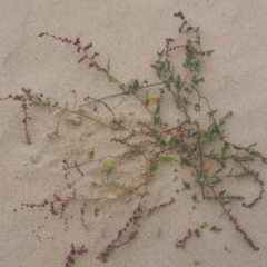 Atriplex australasica (Native Orache) at Batemans Marine Park - 25 Apr 2019 by lyndallh@bigpond.com