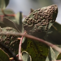 Eucalyptus insect gall at Michelago, NSW - 22 Apr 2019 12:03 PM