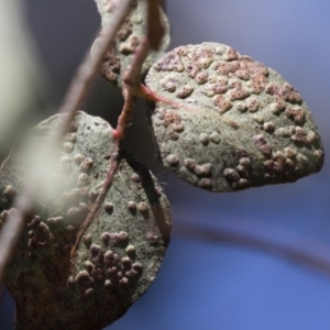 Eucalyptus insect gall at Michelago, NSW - 22 Apr 2019 12:03 PM