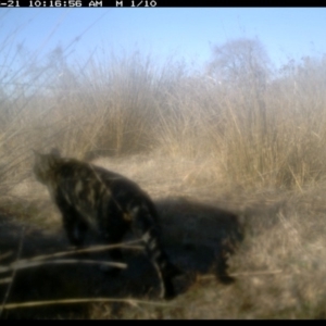 Felis catus at Michelago, NSW - 21 Jun 2019 10:16 AM