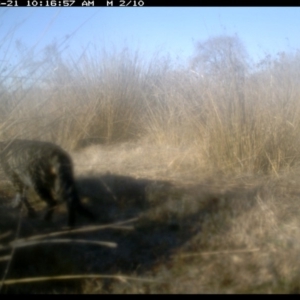 Felis catus at Michelago, NSW - 21 Jun 2019 10:16 AM