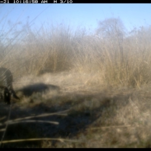 Felis catus at Michelago, NSW - 21 Jun 2019 10:16 AM