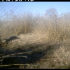 Felis catus at Michelago, NSW - 21 Jun 2019 10:16 AM