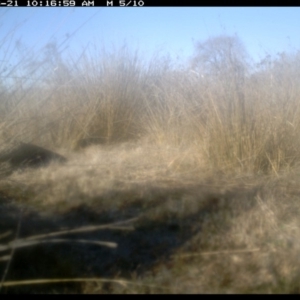 Felis catus at Michelago, NSW - 21 Jun 2019 10:16 AM