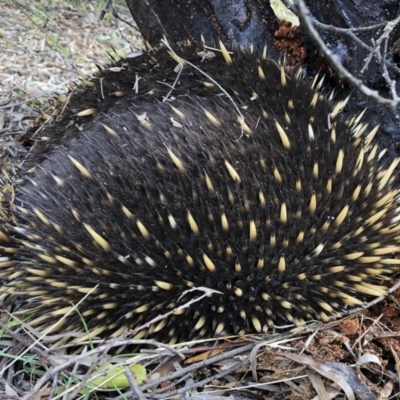 Tachyglossus aculeatus (Short-beaked Echidna) at Illilanga & Baroona - 16 Jun 2019 by Illilanga