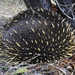 Tachyglossus aculeatus at Michelago, NSW - 16 Jun 2019