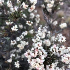 Cryptandra amara (Bitter Cryptandra) at Ainslie, ACT - 24 Jun 2019 by JessGio