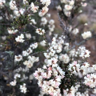 Cryptandra amara (Bitter Cryptandra) at Ainslie, ACT - 24 Jun 2019 by JessGio