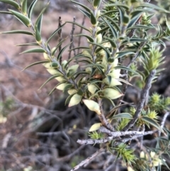 Melichrus urceolatus (Urn Heath) at Mount Ainslie - 23 Jun 2019 by JessGio