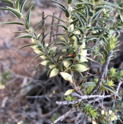 Melichrus urceolatus (Urn Heath) at Ainslie, ACT - 23 Jun 2019 by JessGio