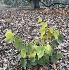 Cercis siliquastrum (Judas Tree) at Ainslie, ACT - 20 Jun 2019 by JessGio