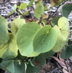 Cercis siliquastrum at Ainslie, ACT - 20 Jun 2019