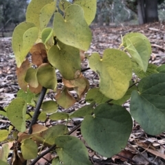 Cercis siliquastrum at Ainslie, ACT - 20 Jun 2019