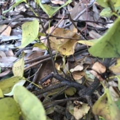 Cercis siliquastrum at Ainslie, ACT - 20 Jun 2019