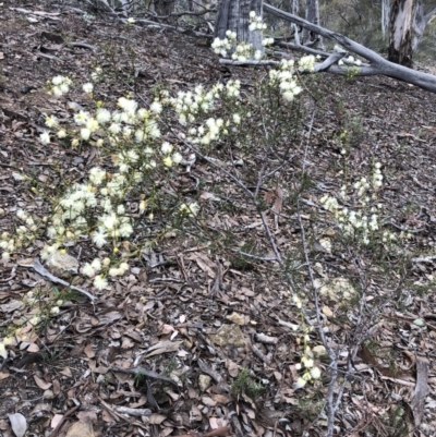 Acacia genistifolia (Early Wattle) at Molonglo Gorge - 10 Jun 2019 by JessGio