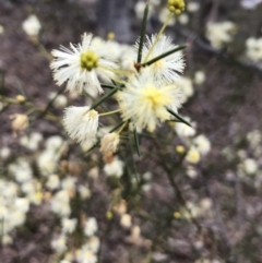 Acacia genistifolia at Kowen, ACT - 10 Jun 2019