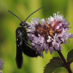 Austroscolia soror (Blue Flower Wasp) at Tuggeranong DC, ACT - 3 Apr 2019 by MichaelBedingfield