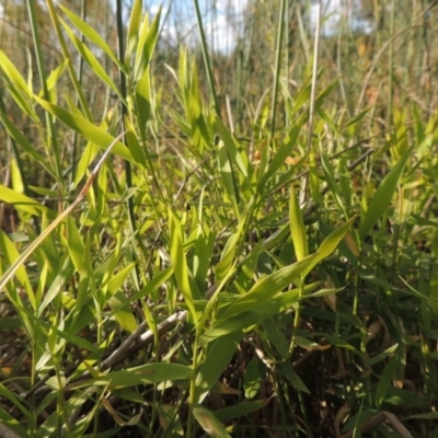 Isachne globosa (Swamp Millet) at Point Hut to Tharwa - 3 Apr 2019 by michaelb