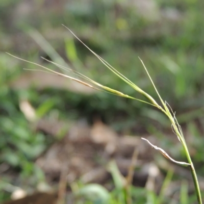 Microlaena stipoides (Weeping Grass) at Lanyon - northern section A.C.T. - 3 Apr 2019 by MichaelBedingfield