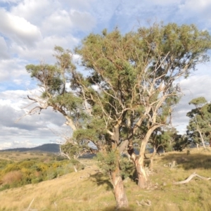 Eucalyptus blakelyi at Lanyon - northern section A.C.T. - 3 Apr 2019 06:37 PM