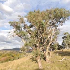 Eucalyptus blakelyi at Tuggeranong DC, ACT - 3 Apr 2019