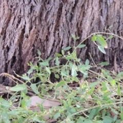 Einadia nutans (Climbing Saltbush) at Pollinator-friendly garden Conder - 3 Apr 2019 by michaelb