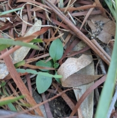 Pterostylidinae (greenhood alliance) (A Greenhood) at Bruce, ACT - 25 Jun 2019 by MattM
