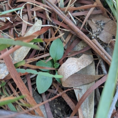 Pterostylidinae (greenhood alliance) (A Greenhood) at Bruce, ACT - 25 Jun 2019 by MattM
