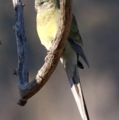 Psephotus haematonotus (Red-rumped Parrot) at Fyshwick, ACT - 21 Jun 2019 by jb2602