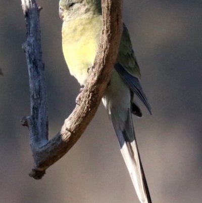 Psephotus haematonotus (Red-rumped Parrot) at Fyshwick, ACT - 21 Jun 2019 by jbromilow50