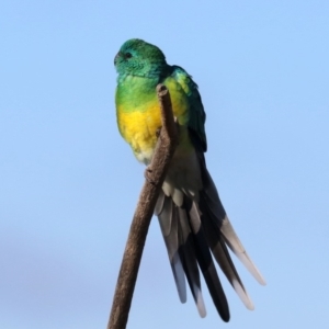 Psephotus haematonotus at Fyshwick, ACT - 21 Jun 2019