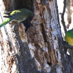 Psephotus haematonotus at Fyshwick, ACT - 21 Jun 2019 11:01 AM