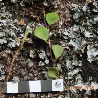 Pyrrosia rupestris (Rock Felt Fern) at Brogo, NSW - 22 Jun 2018 by libbygleeson