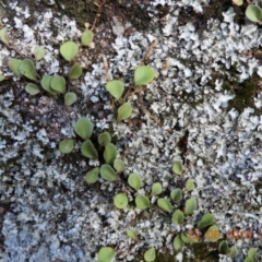 Pyrrosia rupestris at Brogo, NSW - 22 Jun 2018