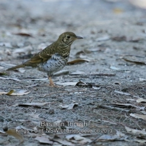 Zoothera lunulata at Burrill Lake, NSW - 19 Jun 2019 12:00 AM