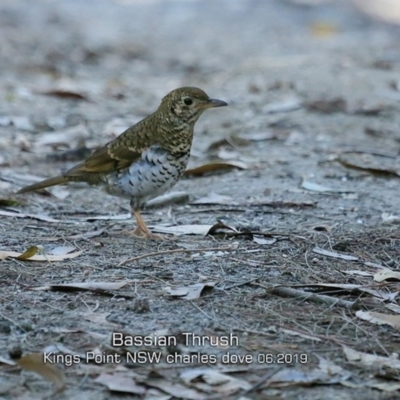 Zoothera lunulata (Bassian Thrush) at Burrill Lake, NSW - 19 Jun 2019 by CharlesDove