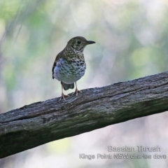 Zoothera lunulata at Burrill Lake, NSW - 19 Jun 2019 12:00 AM