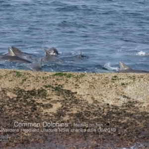 Delphinus delphis at Ulladulla, NSW - 20 Jun 2019 12:00 AM