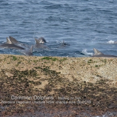 Delphinus delphis (Common Dolphin) at Ulladulla, NSW - 19 Jun 2019 by Charles Dove