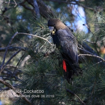Calyptorhynchus lathami (Glossy Black-Cockatoo) at Ulladulla, NSW - 18 Jun 2019 by CharlesDove