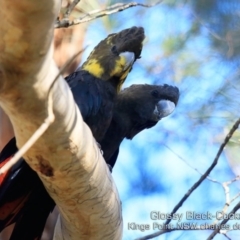 Calyptorhynchus lathami lathami at Ulladulla, NSW - 19 Jun 2019