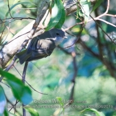 Pachycephala pectoralis (Golden Whistler) at Garrads Reserve Narrawallee - 20 Jun 2019 by Charles Dove