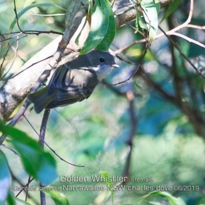 Pachycephala pectoralis (Golden Whistler) at Narrawallee Foreshore and Reserves Bushcare Group - 21 Jun 2019 by CharlesDove