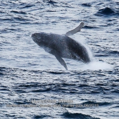 Megaptera novaeangliae (Humpback Whale) at Ulladulla, NSW - 20 Jun 2019 by CharlesDove