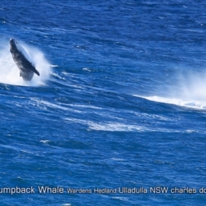 Megaptera novaeangliae at Ulladulla, NSW - 22 Jun 2019