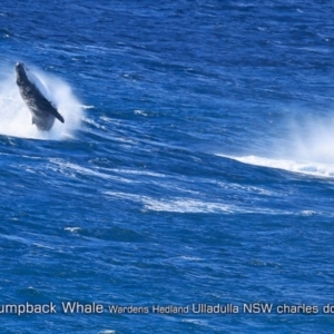 Megaptera novaeangliae at Ulladulla, NSW - 22 Jun 2019 12:00 AM