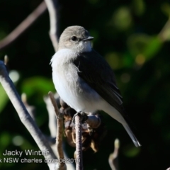 Microeca fascinans (Jacky Winter) at Mollymook, NSW - 19 Jun 2019 by Charles Dove
